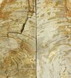 Tall, Petrified Wood (Tropical Hardwood) Bookends - Indonesia #142913-2